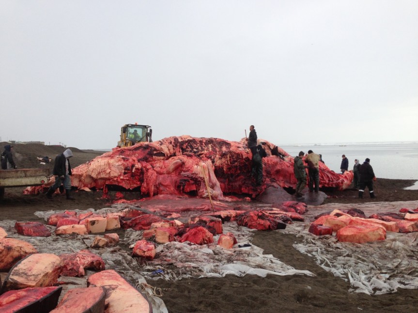 About 9 hours into the butchering.