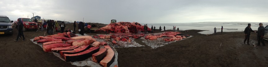 Panorama of Anagi whale being cut up on beach in Browerville, June 27, 2013.