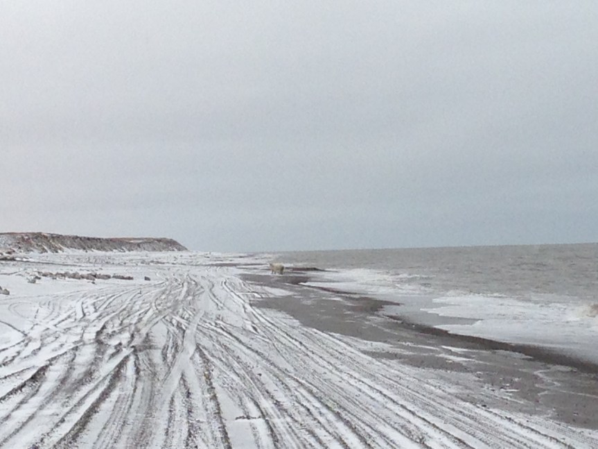 More snow on the beach.  And a tired polar bear, who was none too happy when we showed up on ATVs.