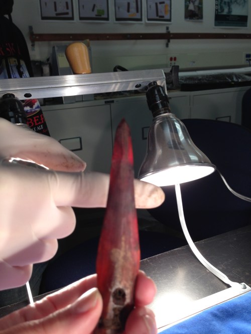 Very thin ivory harpoon head.  Note the shadow of the finger showing through the artifact.