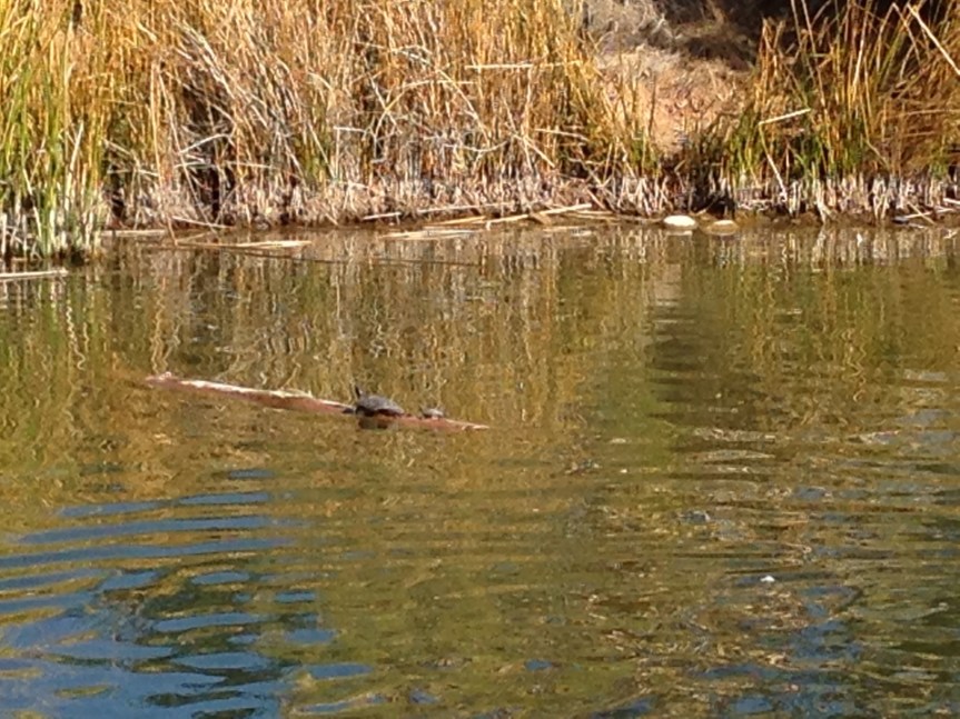 Turtle on a log at the Water Ranch.
