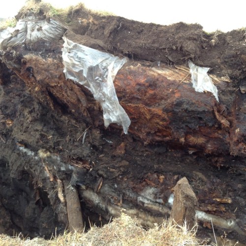 Marine mammal oil feature.