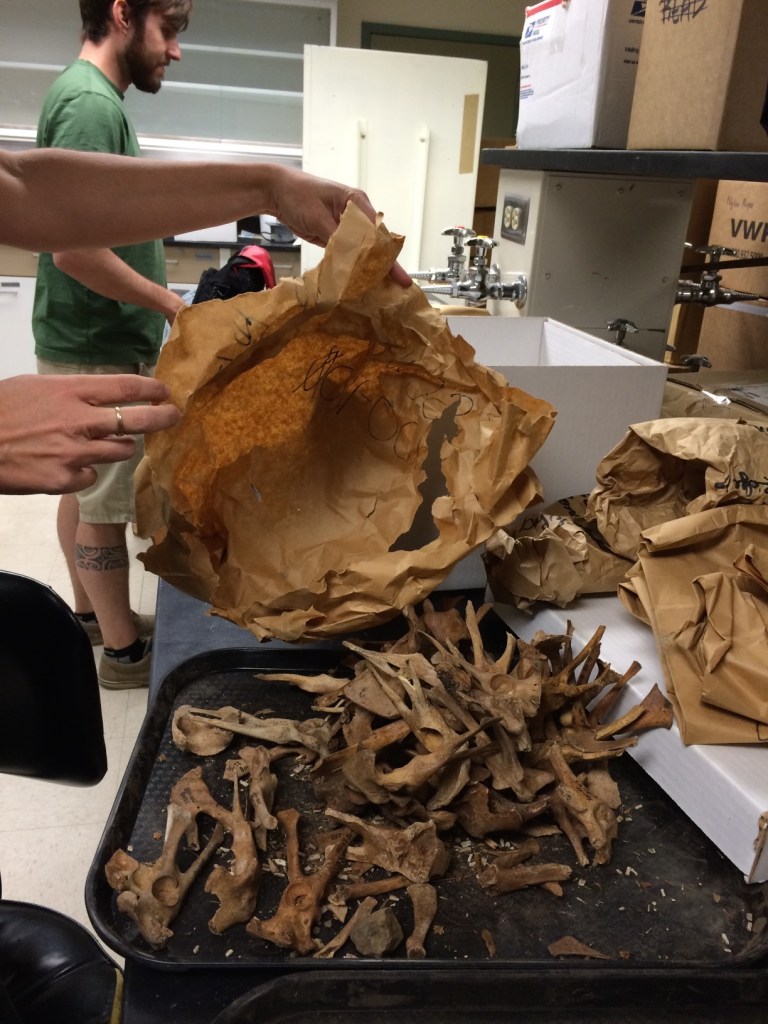 Nicole holds a bag from which the bones on the tray burst forth when she took it out of the outer bag.