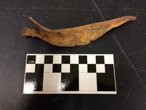 Really big fish bone.