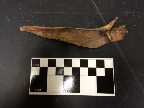 The other side of the really big fish bone.