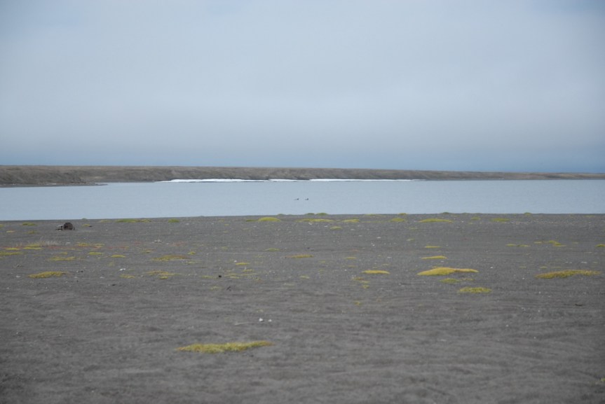 Loons on the lagoon.