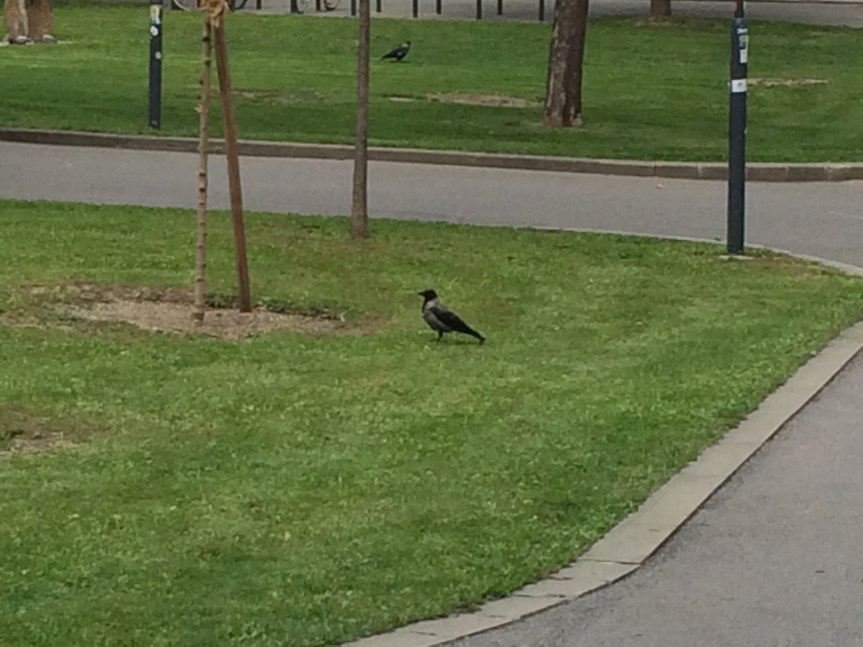 Hooded crow.